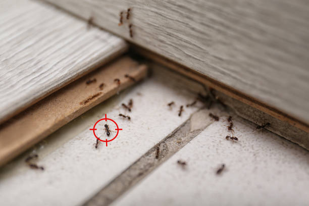Best Pest Prevention Services  in Jefferson, MD