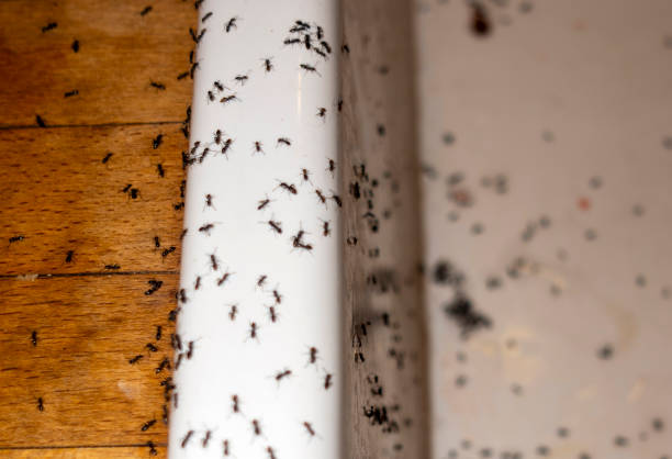 Best Cockroach Control Services  in Jefferson, MD