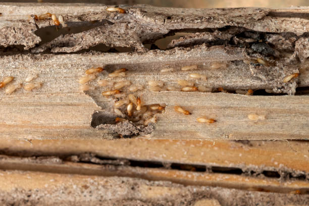 Best Bed Bug Extermination  in Jefferson, MD