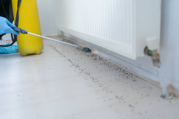 Best Affordable Pest Control Services  in Jefferson, MD